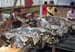 WorldsLargestSnake6